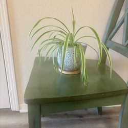 Spider plant and pot