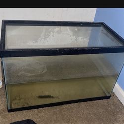 10 Gallon Tank