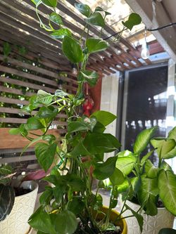 Pothos Plant