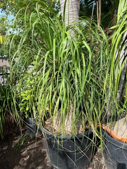 Ponytail Palm