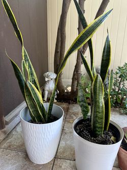 Plant with planter each