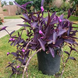 Tradescantia Zebrina Wandering Jew 