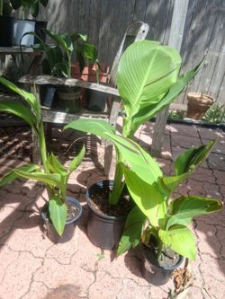 Cleopatra Canna Plant / Coyol Payaso