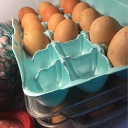  Fresh Chickens Eggs Not Fertilized