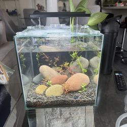 Aquascaped Shrimp Tank Setup