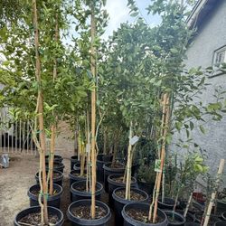 Mexican Lime 🍋‍🟩 Trees In 15 Gallón 7F The Tall $135 Each Price Firm 