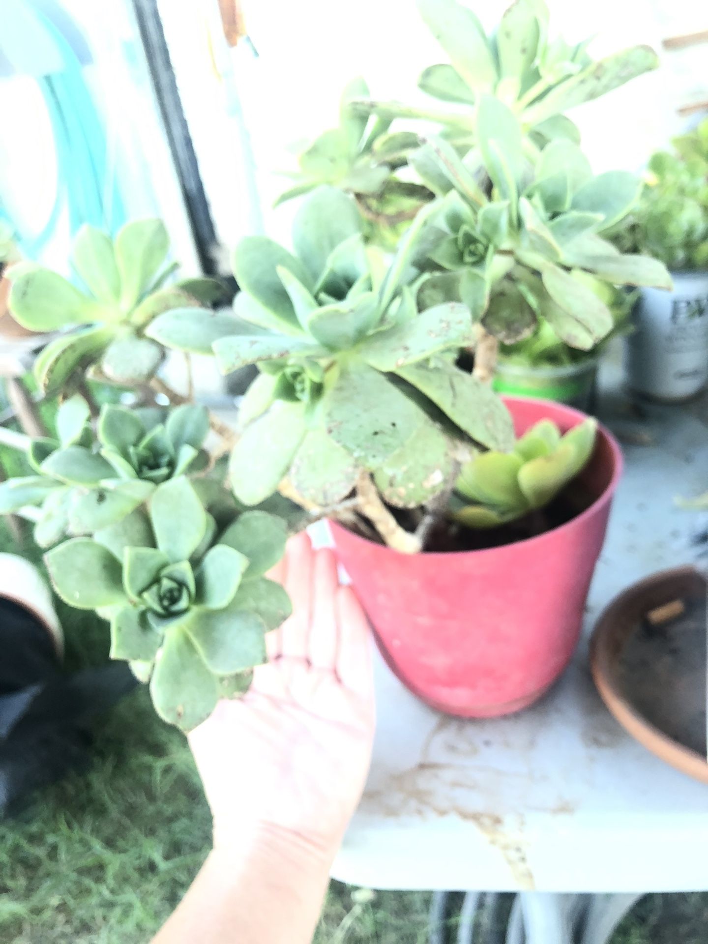 Succulents (3different Kind)