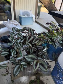 Stripped tradescantia plant silver purple green foliage