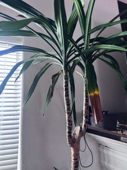 Plant