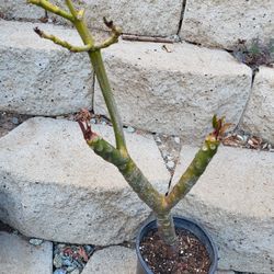 White And Yellow Plumeria Plant One Gallon Pot 