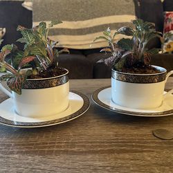 Mini Pink Plants In Teacups