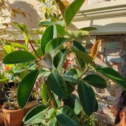 Potted Real Rubber Plant
