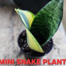 SUCCULENT AND PLANT SALE SATURDAY. TODAY !! 1PM TO 4PM