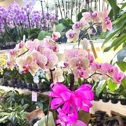 Orchids Arrangement For Special Occasions $55 And Up