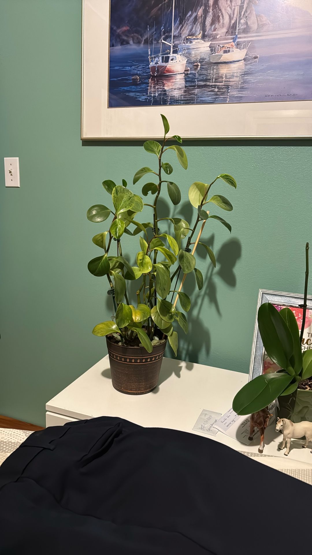 Plant