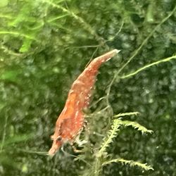 Nano Tank Fish Shrimp Betta 