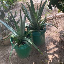 Sábila $10.00 Las Grandes. $5.00 Las Medianas 