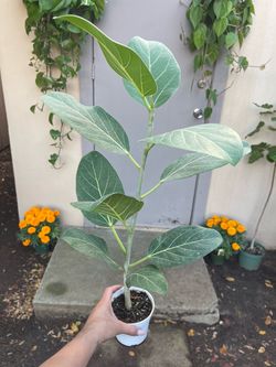 Ficus Audrey House Plant 4” Pot