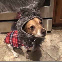 Wolf Dog Halloween Costume 