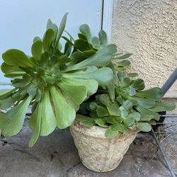 Beautiful Green Plant 