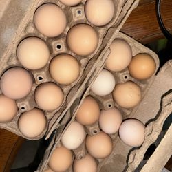Fresh Eggs 
