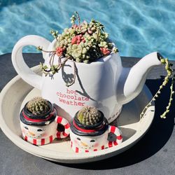 1 Set Of Korean Succulents In Pot And 2 Mini Mug Cactus 