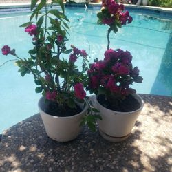 Two Ceramic Pots With Gorgeous Flowers 💐 