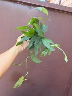 4” baltic blue pothos