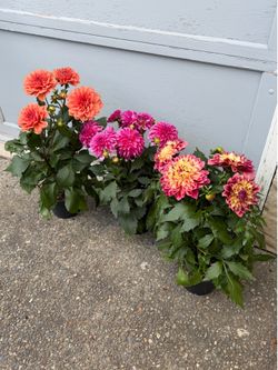 Dahlias outdoor plant $12 each