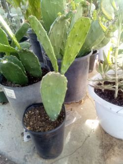 Large Blooming Prickly Pear Cactus in Pot – Rare Variety, Actively Flowering!