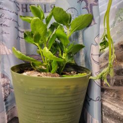 Kalanchoe, Orange Flowers
