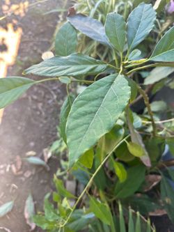 Avocado Tree