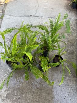 Plantas