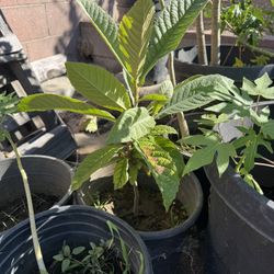 Loquat Fruit Tree