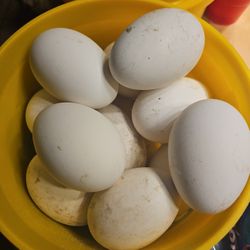 Geese Eggs Fertilized