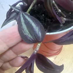 Tradescantia Zebrina Pot