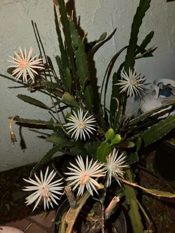 Epi  epiphyllum succulent plants for landscaping or patio
