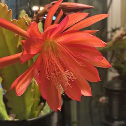 EPIPHYLLUM ORANGE