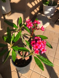 Plumeria