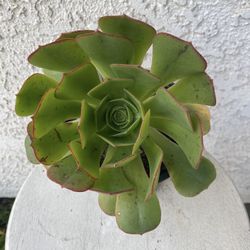 6 Inch Pot Succulent Plant - Giant Aeonium Canariense - Webb & Berthel Velvet Tree Aeonium - Rooted & Established - Drought Resistant 🪴 