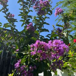 #20A  Large 25gal Catawba purple  Crepe myrtle, About 9feet tall limited quantities