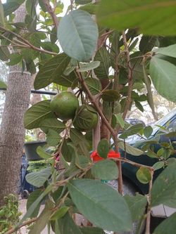 arboles de guayabos con frutos 15 galanes grandes 