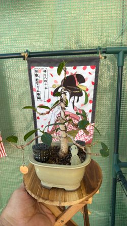 Ficus Tree Bonsai
