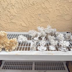 Coral Decorations 