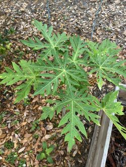 Papaya Tree