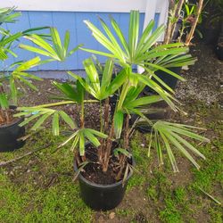 Rhapis Excelsa 