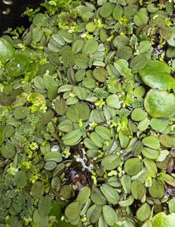 Mix of floating aquarium plants