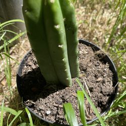 Cuctus Plant