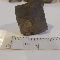 Seashell Fossil