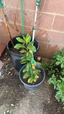 Lemon tree